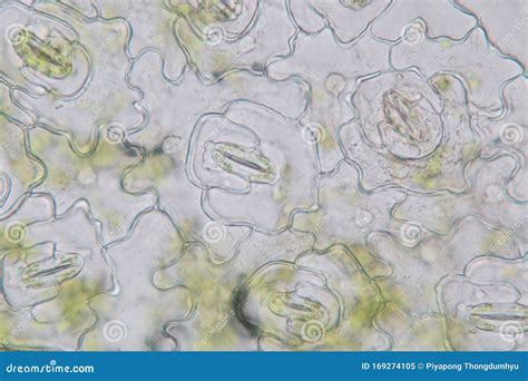 Leaf Epidermis Stomata Under Microscope. Stock Image - Image of biology, experience: 169274105