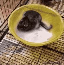 Gerbil On Wheel GIFs | Tenor