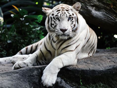 30 Amazing White Tiger Facts for Kids 2023 [With Pictures]