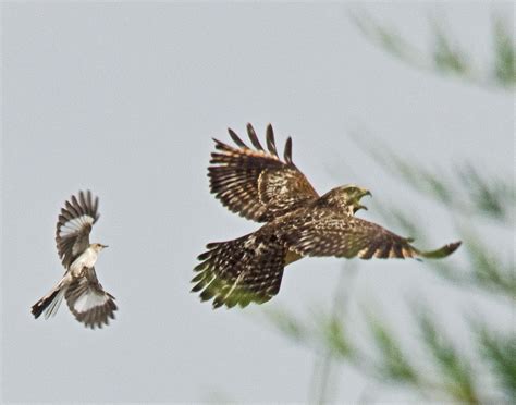 Northern Mockingbird chasing Red-Shouldered Hawk, Concord, NC | Bird, Birds, Animals