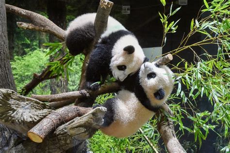 Twin pandas born in Tokyo zoo make public debut