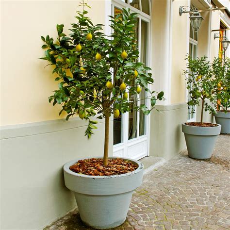 Meyer Lemon Trees for Sale | BrighterBlooms.com