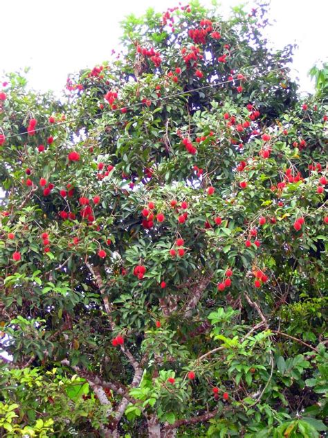 rambutan tree - Google Search | Amazing Trees | Pinterest