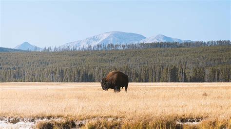 The Trafalgar wildlife-spotting guide to Yellowstone National Park