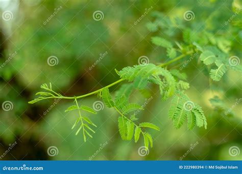 Vachellia Nilotica is a Flowering Plant, the Bark, Gum, Leaves, Seeds Stock Photo - Image of ...