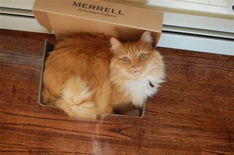 Smiling Cat | I got a new pair of Merrells and Beaker decide… | Flickr