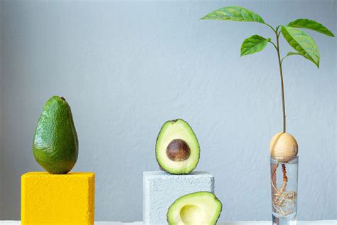 How to Grow an Avocado Tree Indoors From a Seed