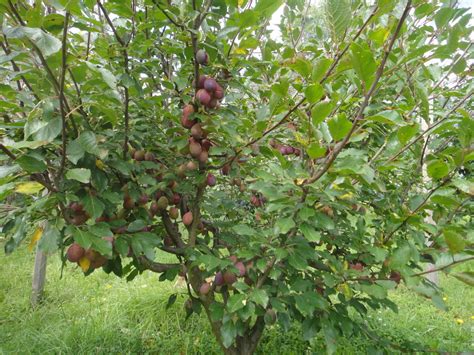 Fruit Trees - Home Gardening Apple, Cherry, Pear, Plum: When Do Plum ...