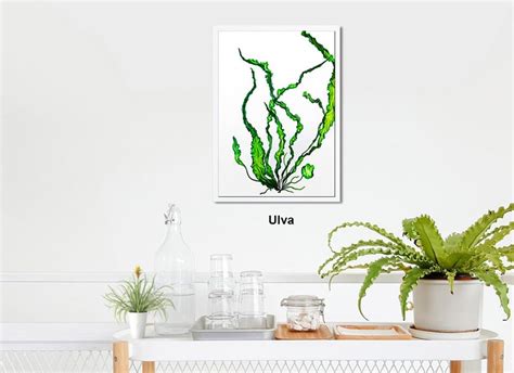 Macro Algae Art Prints Algae Wall Art Algae Press Seaweed - Etsy UK