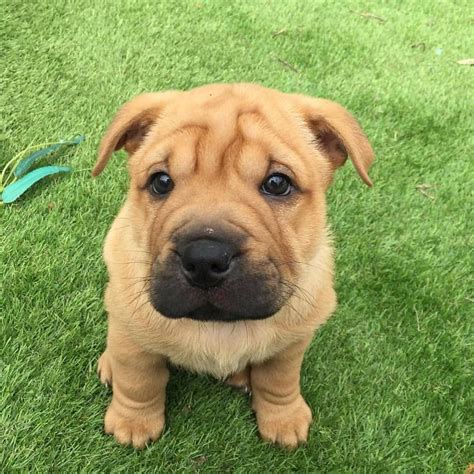 Cute Sharpei/Staffy mix puppy | Puppy friends, Staffy dog, Cute puppies