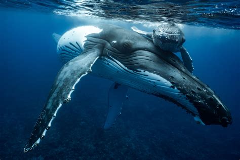 Expert Tips for Underwater Photos of Whales and Whale Sharks — Inertia Network