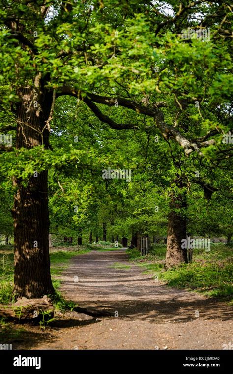 Richmond Park, London, England, UK Stock Photo - Alamy