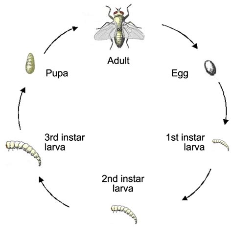 Complete Life Cycle Of Insects - Invitation Templates | AGR-180 ...