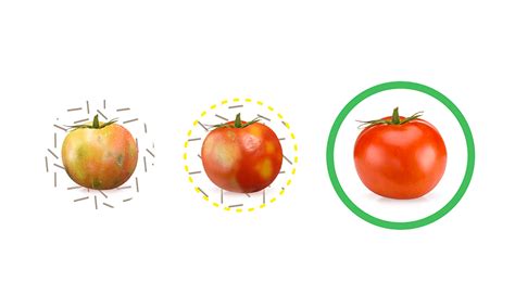 Enza Zaden tomato trial shows great promise | Produce News