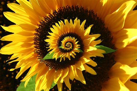 Spiraling sunflower | Beautiful flowers, Sunflower, Pretty flowers