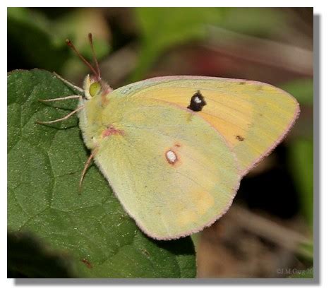 Butterflies of Scotland - Clouded Yellow