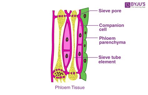 Vascular Tissue