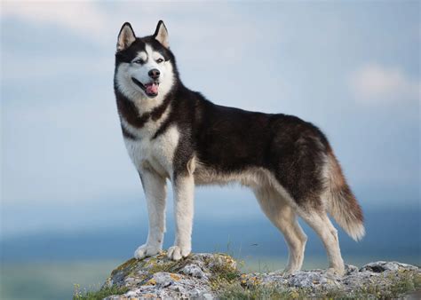 Husky Siberiano ⇨ 🐶Descúbrelo TODO sobre estos perros | ADOPTA un Animal
