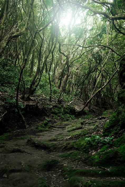 Footpath through Forest · Free Stock Photo