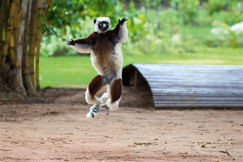 Dancing Sifaka, Lemurs & Baobabs of Madagascar – The Animal Ball