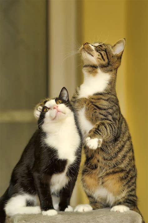 Picture Of Cats Playing / 1 - These photos that we collected (and, hopefully, the ones that you ...