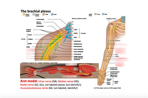 Brachial Plexus Nerves Labeled