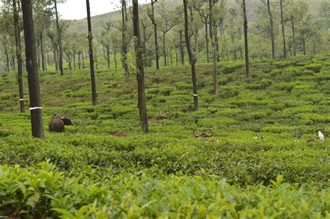 A fascinating drive to the land of tea estates - Chennai to Valparai ...