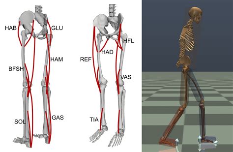 Human Gait Control – Centre for Cognitive Science – TU Darmstadt