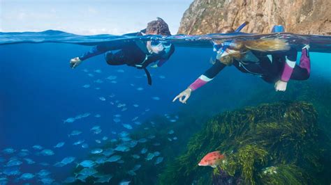 Goat Island Marine Reserve Day Tour - Walk, Snorkle, Glass Bottom Boat.