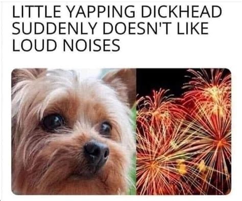 Happy fireworks day : DogfreeHumor