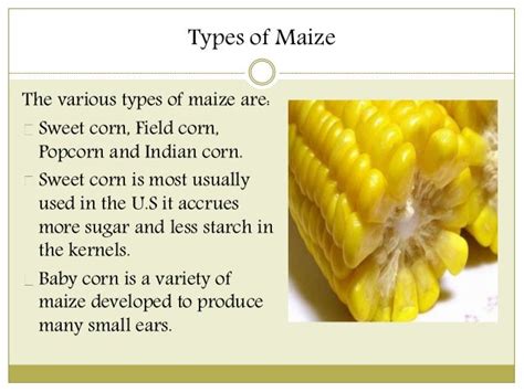 Uses of maize and its Functions