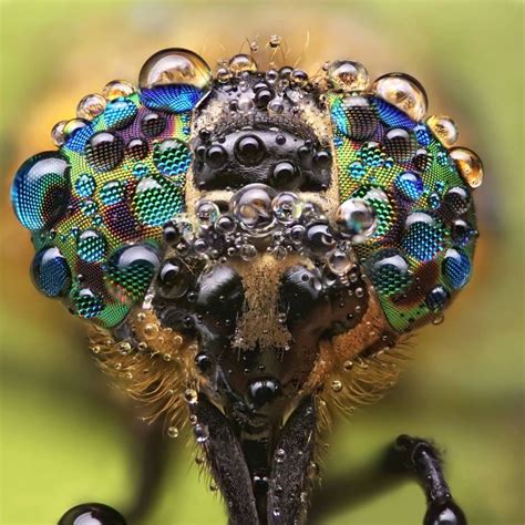 Incredible Insect and Spider Faces Captured in Disarmingly Close Up ...