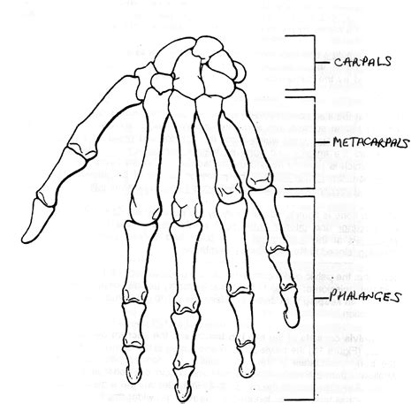 Foot Skeleton Drawing at GetDrawings | Free download