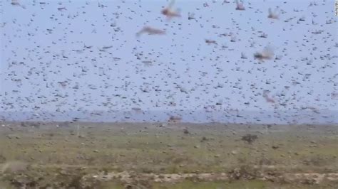 See massive insect swarm that may threaten millions - CNN Video