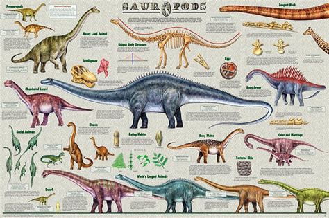 Sauropods Dinosaurs Poster 24x36 | Dinosaur posters, Dinosaur, Science ...