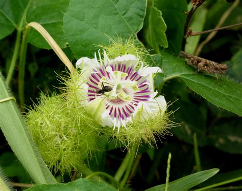 Passiflora foetida var. foetida | Species