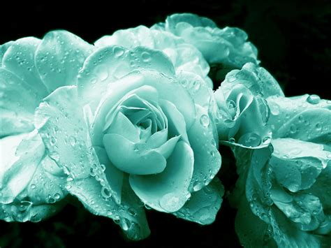 Teal Roses with Raindrops Photograph by Jennie Marie Schell - Pixels