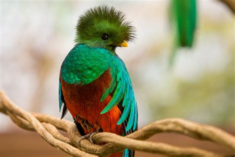 Download Bird Animal Quetzal HD Wallpaper