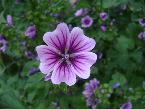 Virginia Purple Flower | Purple flowers, Flowers, Plants