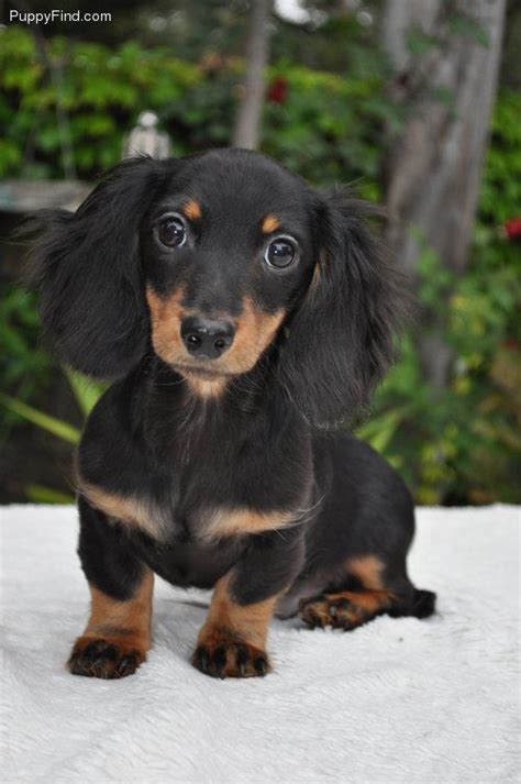 Black and tan long hair doxie pup | Long haired dachshund, Clever dog, Dachshund dog