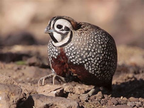 Beauty and Secrecy: The Montezuma Quail | BirdNote