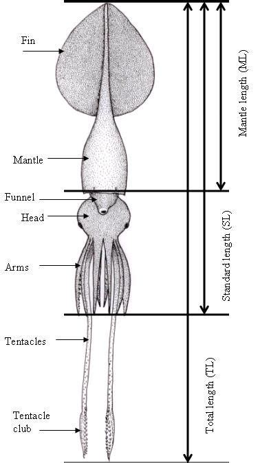 Giant Squid and Colossal Squid Fact Sheet (Dr. Steve O'Shea and Kat Bolstad)