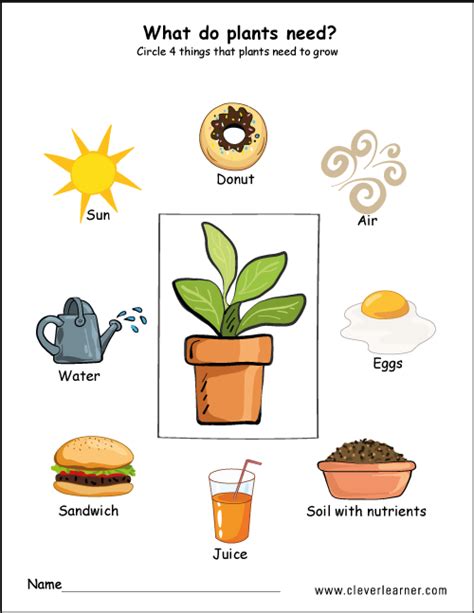 Needs of plants worksheets for preschool #preschool #worksheets # ...