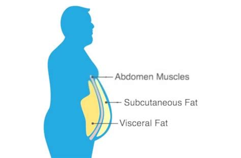 How To Gain Subcutaneous Fat In 6 Proven Ways