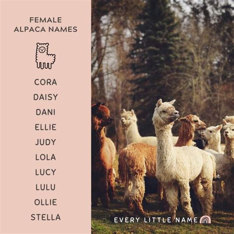 170+ Adorable Alpaca Names (Best, Funny, and Unique) - Every Little Name