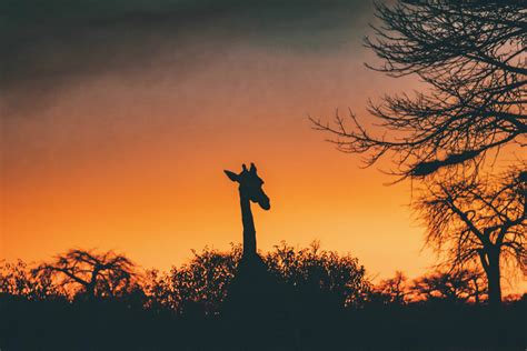 Inside Tanzania's Ruaha National Park • Your Ultimate Safari Guide