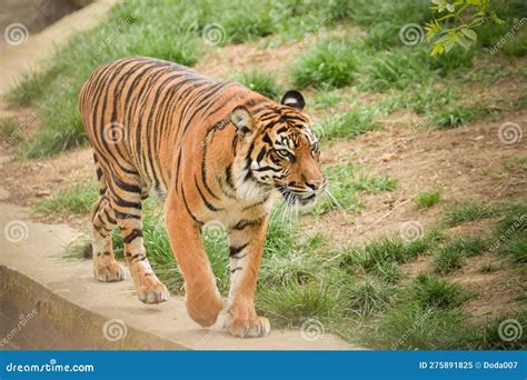 Asian Tiger is Going in Zoo Habitat. Stock Image - Image of whiskers ...