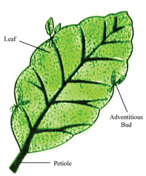 Biology Class 12 NCERT Solutions: Chapter 1 Reproduction in Organisms Part 2- FlexiPrep