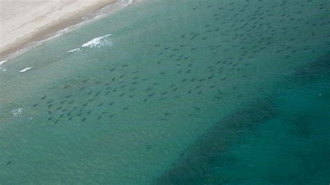 Annual South Florida shark migration begins, but with lower...