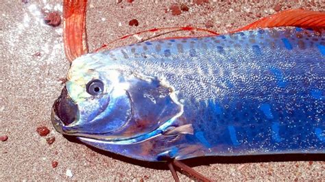 Oarfish – "OCEAN TREASURES" Memorial Library